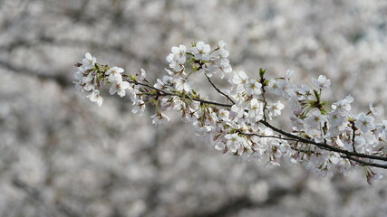 The beautiful white cherry flowers blooming in the park of the China in spring