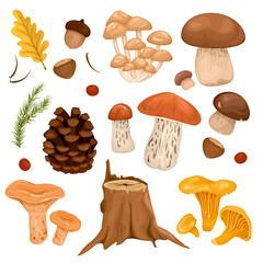 Forest Mushrooms Set