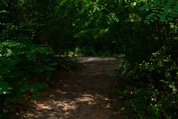 Sand road in the forest under the canopy of deciduous trees