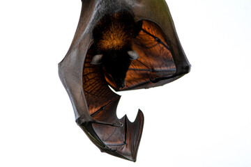 hanging bat with head down