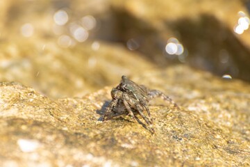 Characteristic specimen of Mediterranean crab on rocks