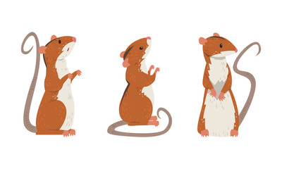 Field Mouse as Small Rodent with Long Tail and Dorsal Black Stripe Vector Set