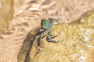 Characteristic specimen of Mediterranean crab on rocks