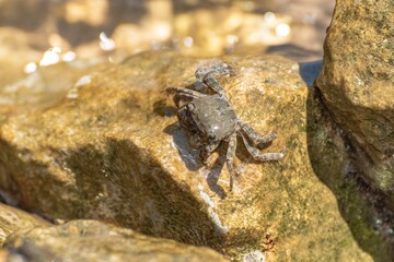 Characteristic specimen of Mediterranean crab on rocks