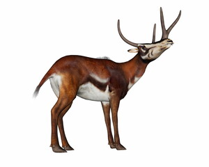 Kyptocera mammal standing head looking up - 3D render