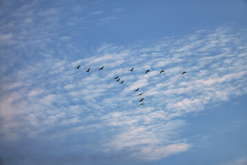 Cranes moving in formation in the sky. Migratory birds on the Darss.
