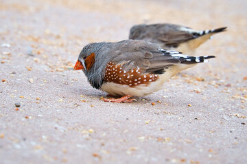 zebra finch on the ground foraging for food. Its colorful plumage