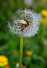 dandelion seed head