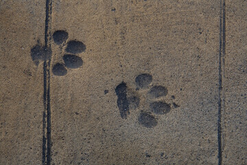 Dog tracks are imprinted in the road surface.