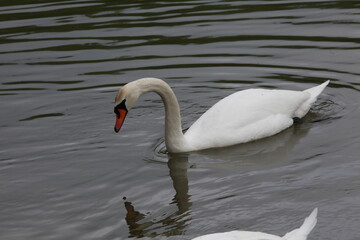 white swan on the lake