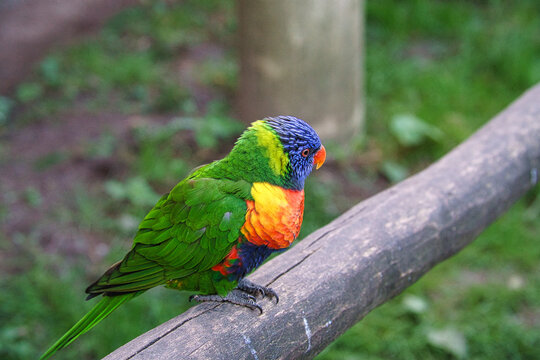 Lorikeet also called Lori for short, are parrot-like birds in colorful plumage.
