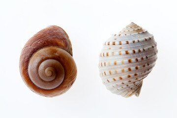 Sea shells isolated on white background
