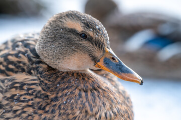 Portrait of a female wild duck during winter.