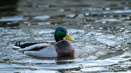 A male wild duck swimming in a lake.