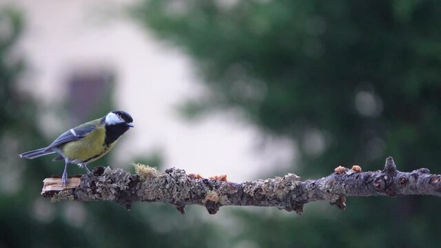 Great Tit fly on a branch in slow motion