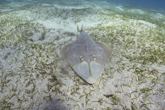 Halavi guitarfish (Glaucostegus halavi) on the sea bottom. Guitar shark fish.