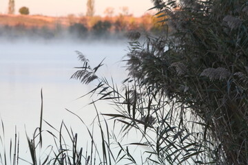 Obraz premium reeds at sunset