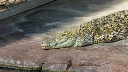 crocodile zoo relaxing tooth eyes