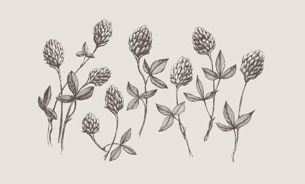 Set of hand-drawn sprigs of clover. Botanical vector illustration with forest plants. Design element for postcard, poster, invitation in vintage style.