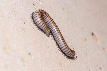 Ommatoiulus rutilans millipede walking on a concrete wall. High quality photo