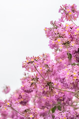 Pink background of Handroanthus impetiginosus  flowers in full bloom, are isolate on white background