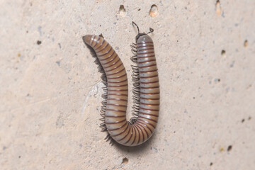 Ommatoiulus rutilans millipede walking on a concrete wall. High quality photo