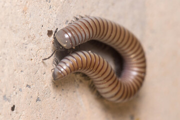 Ommatoiulus rutilans millipede walking on a concrete wall. High quality photo