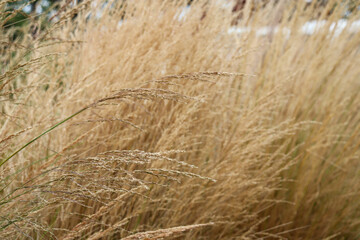 close up of tall dry grasses