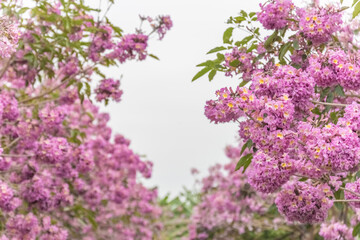 Obraz premium Pink background of Handroanthus impetiginosus flowers in full bloom, are isolate on white background