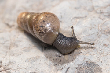 Rumina decollata snail crawling on a rock on a sunny day. High quality photo