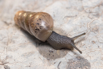 Rumina decollata snail crawling on a rock on a sunny day. High quality photo