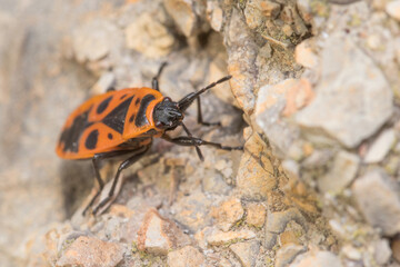 Pyrrhocoris apterus walking on a concrete floor on a sunny day. High quality photo