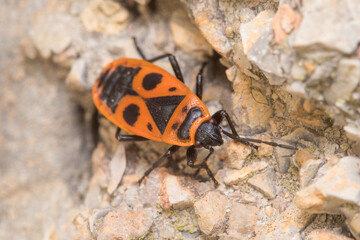 Pyrrhocoris apterus walking on a concrete floor on a sunny day. High quality photo