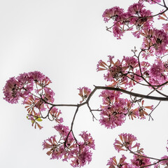 Handroanthus impetiginosus flowers and black branches stretch are isolated on white background , look like a Chinese flower ink painting	