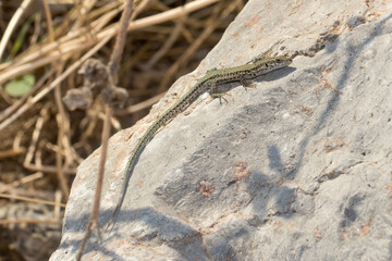 Wall lizard, Podarcis liolepis, heating up on a rock on a sunny day. High quality photo
