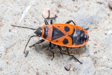 Pyrrhocoris apterus walking on a concrete floor on a sunny day. High quality photo