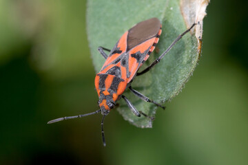 Spilostethus furcula bug walking on a green plant. High quality photo