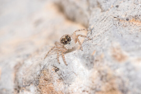 Female Menemerus semilimbatus spider staring from a rock. High quality photo