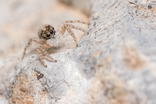Female Menemerus semilimbatus spider staring from a rock. High quality photo