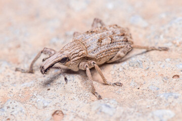 Rhytideres plicatus weevil walking on a rock under the sun. High quality photo