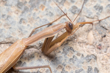 Closeup of the head of a brown Praying mantis walking on a concrete floor. High quality photo