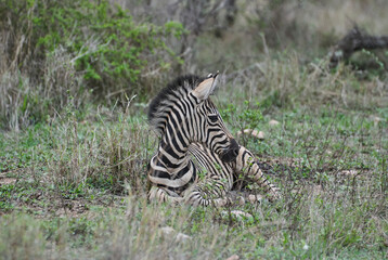 Baby Plains Zebra lying in the high grass
