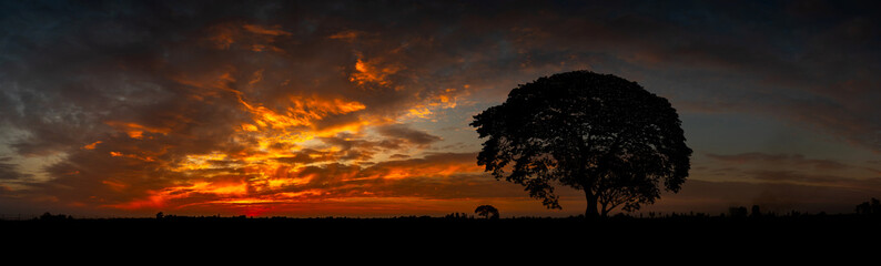 Big African tree silhouette over sunset, single tree on the field, beautiful panoramic image of...