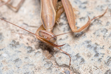 Closeup of the head of a brown Praying mantis walking on a concrete floor. High quality photo