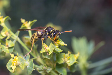 Female Polistes dominula wasp climbing a green leaf. High quality photo