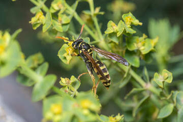 Female Polistes dominula wasp climbing a green leaf. High quality photo
