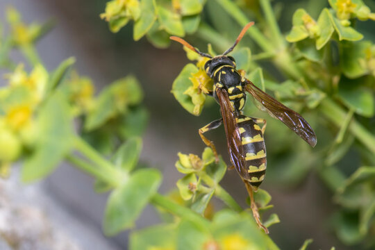 Female Polistes dominula wasp climbing a green leaf. High quality photo