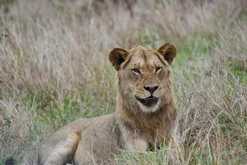 Fototapeta na wymiar African Lion