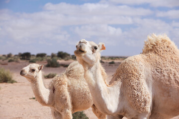 White friendly camel wandering freely in the desert of morocco.