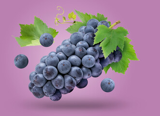 Black Wine grape isolated on purple background, Kyoho Grape with leaves isolated on purple With...